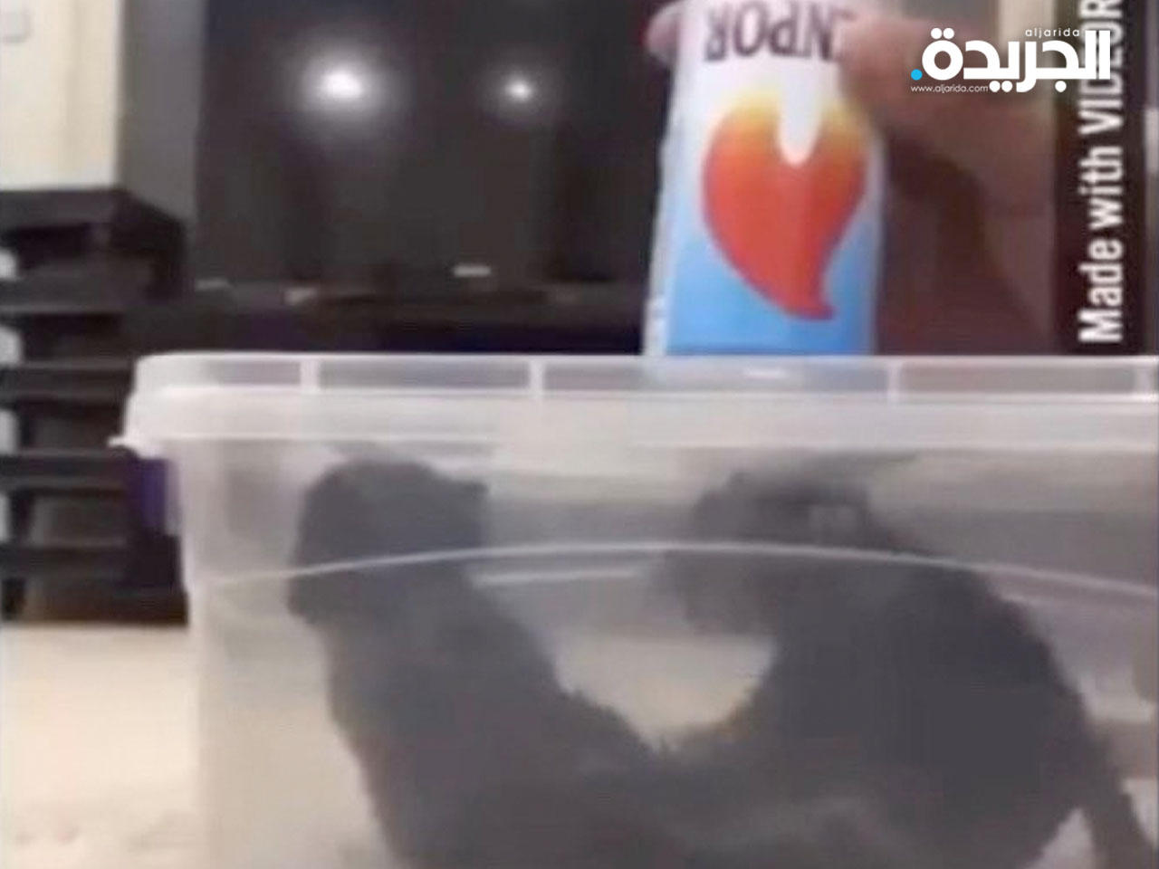 صورة من مقطع الفيديو