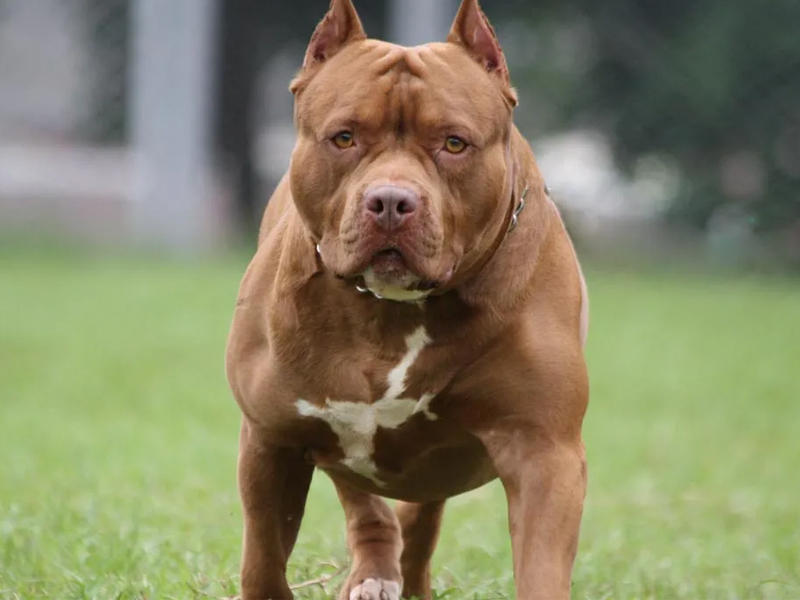 كلب من فصيلة البيتبول