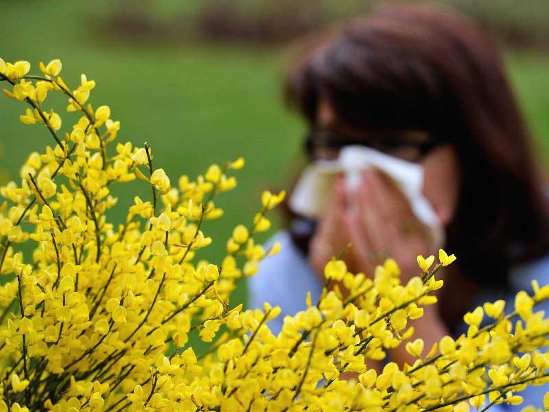 حبوب اللقاح