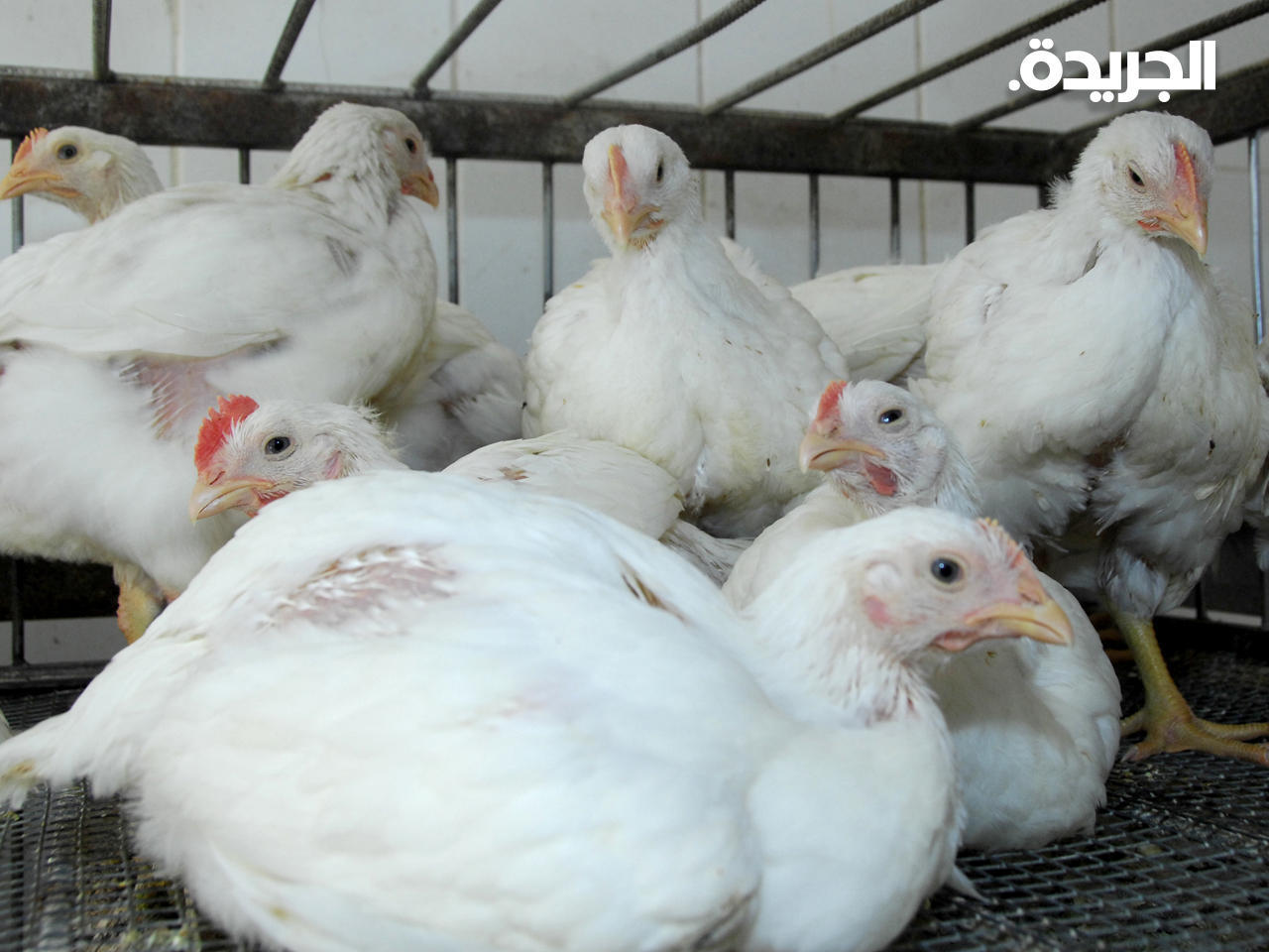 «انفلونزا الطيور».. في الكويت