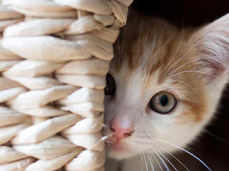 مواء القطط يزعج النائمين