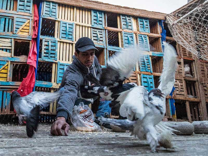 مصري يطعم الحمام على سطح منزله بالجيزة (أ ف ب)