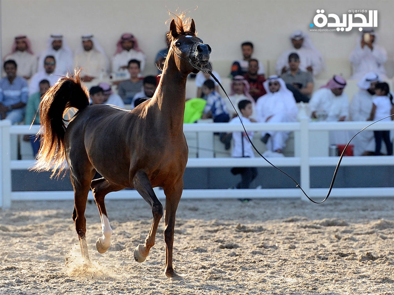 «الزراعة»: منع استيراد الخيول من الدول الموبوءة