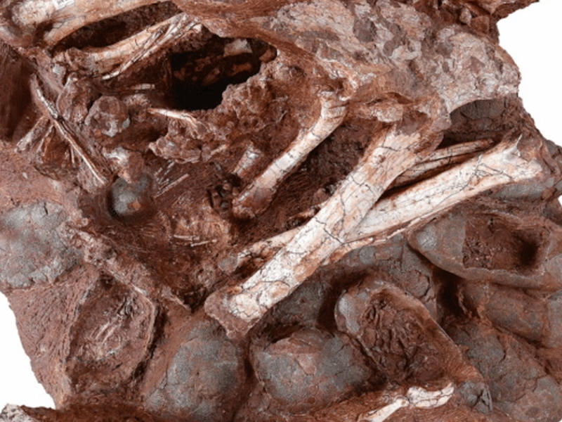  أحفورة لديناصور خلال رقوده على عش بيض