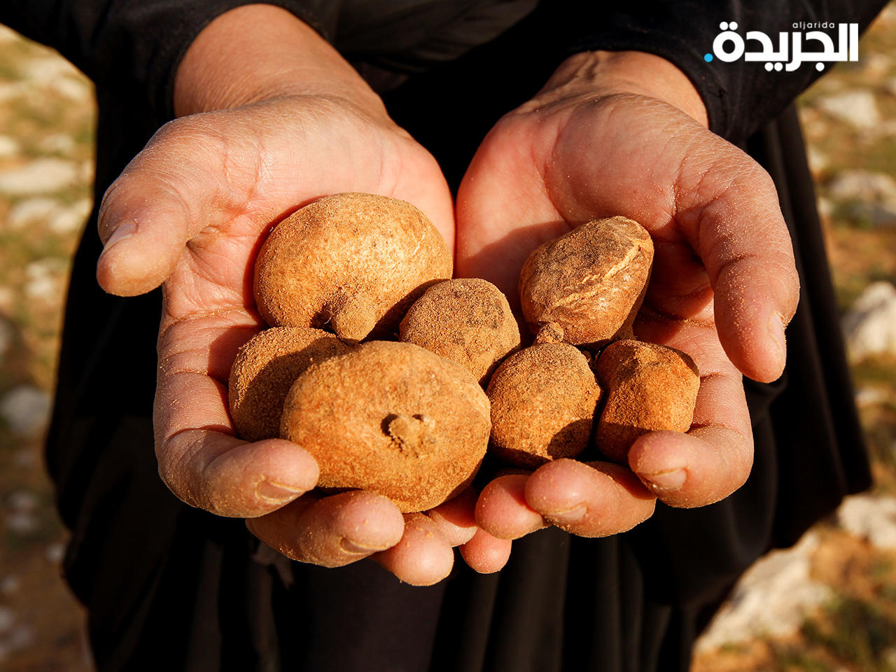 الكمأة الصحراوية «الفقع»