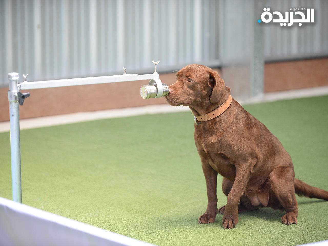 تدريب كلاب بوليسية على كشف «كورونا»