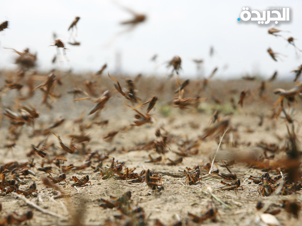 الجراد يغزو سماء الكويت