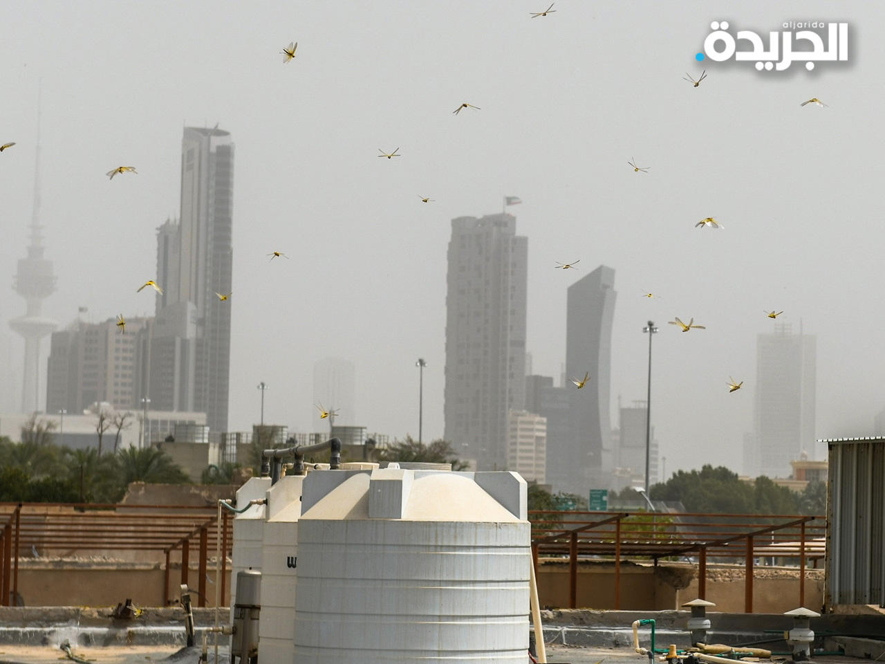 أسراب الجراد في البلاد