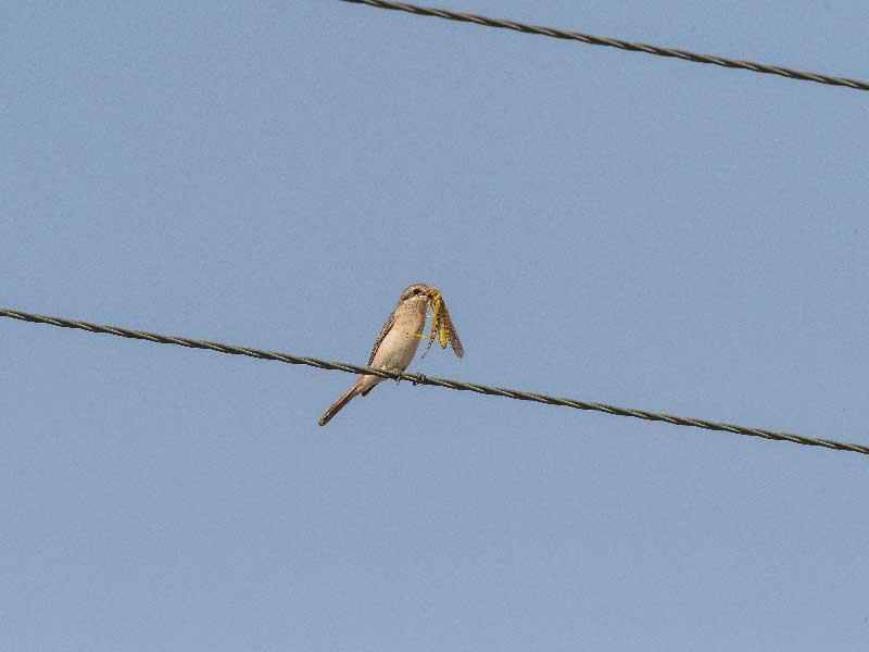 (تصوير: عبدالمجيد الشطي)