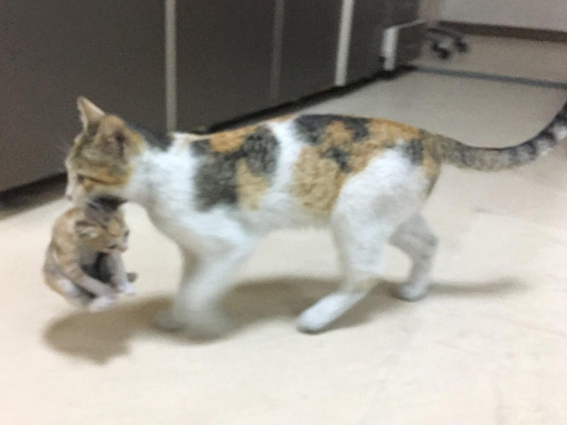 قطة تحمل مولودها