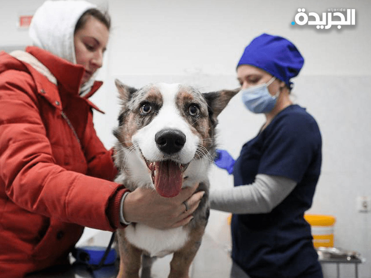 روسيا.. أول دولة تقر لقاح كورونا للحيوانات