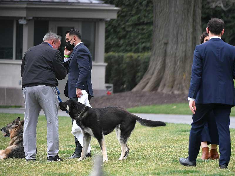  كلب الرئيس الأميركي جو بايدن