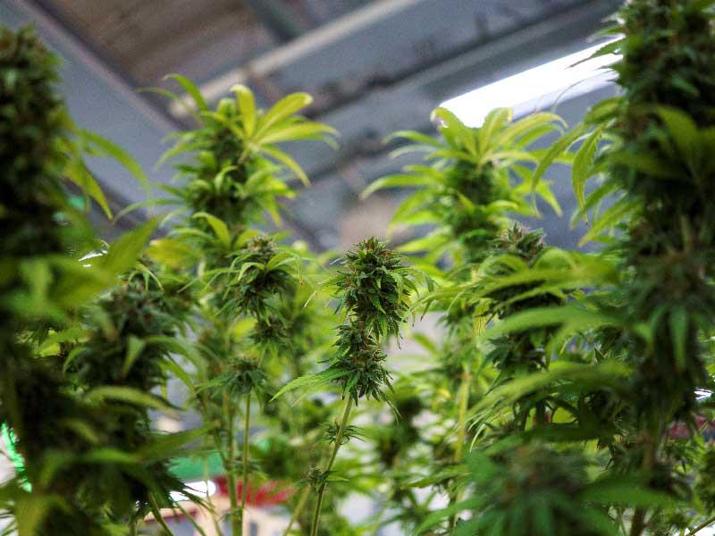 الماريغوانا 