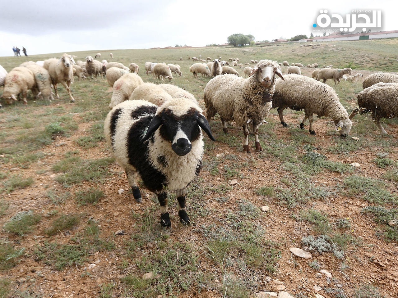 شجار عشائري.. بسبب أغنام