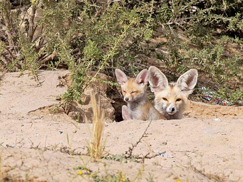 حيوان الحصني     (تصوير: عبدالمجيد الشطي)