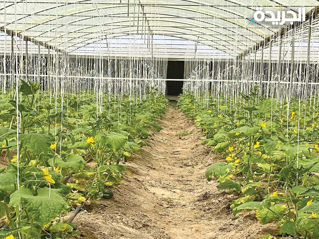 الشركة المتحدة للإنتاج الزراعي