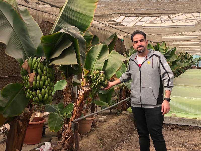 مشتل العمرية يجود بالموز