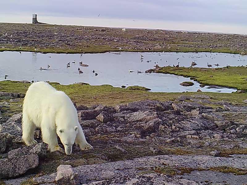 الدب القطبي