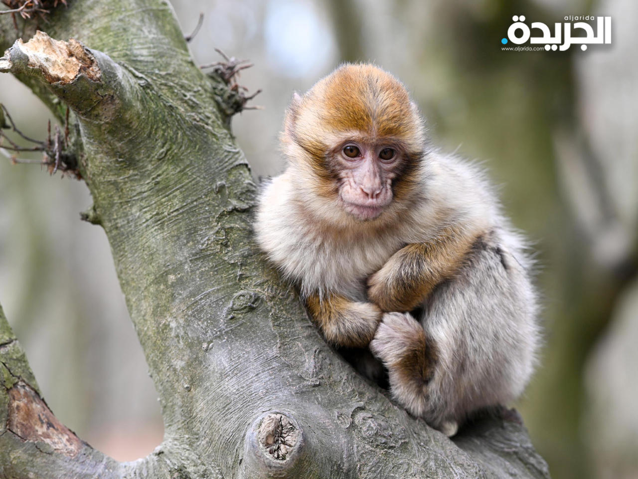 ألمانيا: قردة تفر من حديقة حيوان