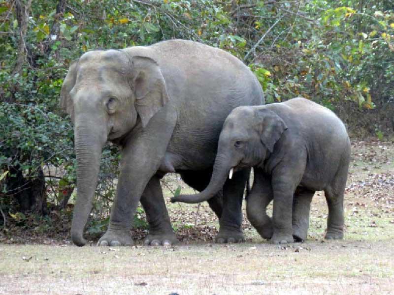 انقاذ فيل في ولاية أوديشا