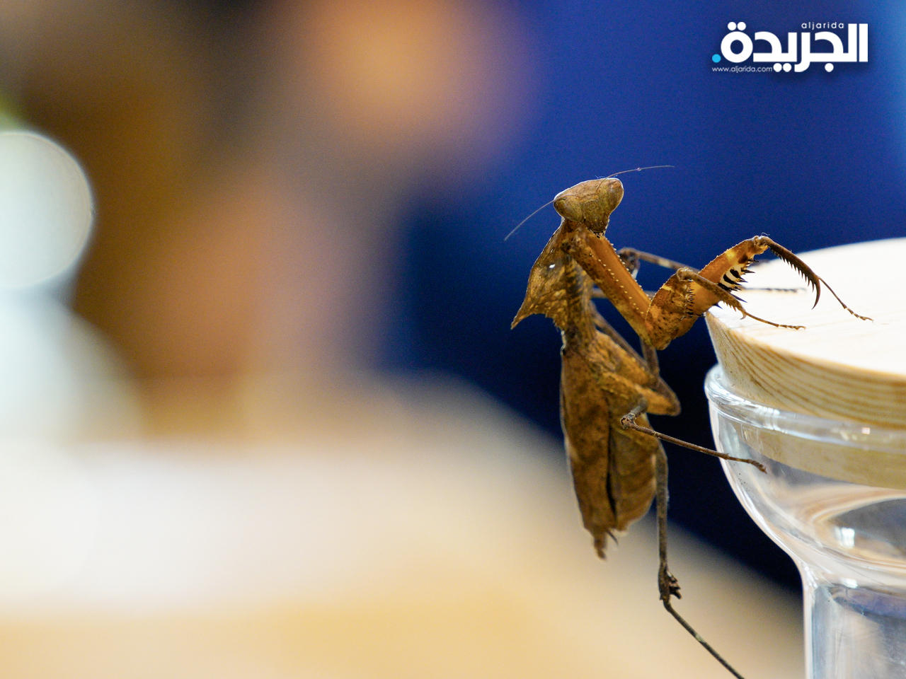 ذباب .. كورونا