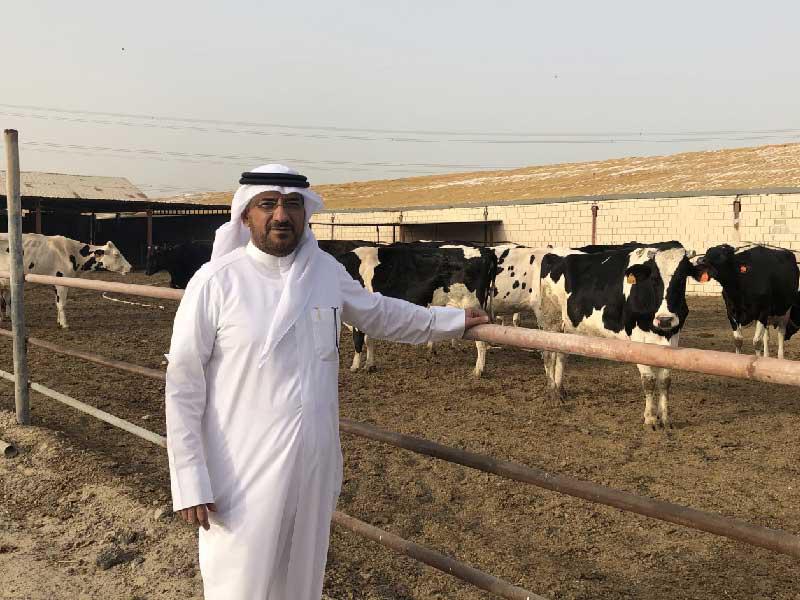 عبدالحكيم الأحمد في إحدى مزارع الأبقار 