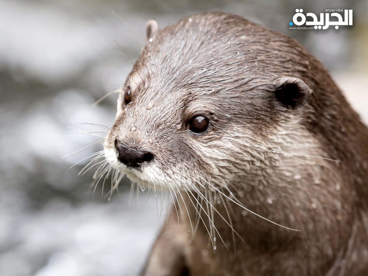 ثعالب الماء