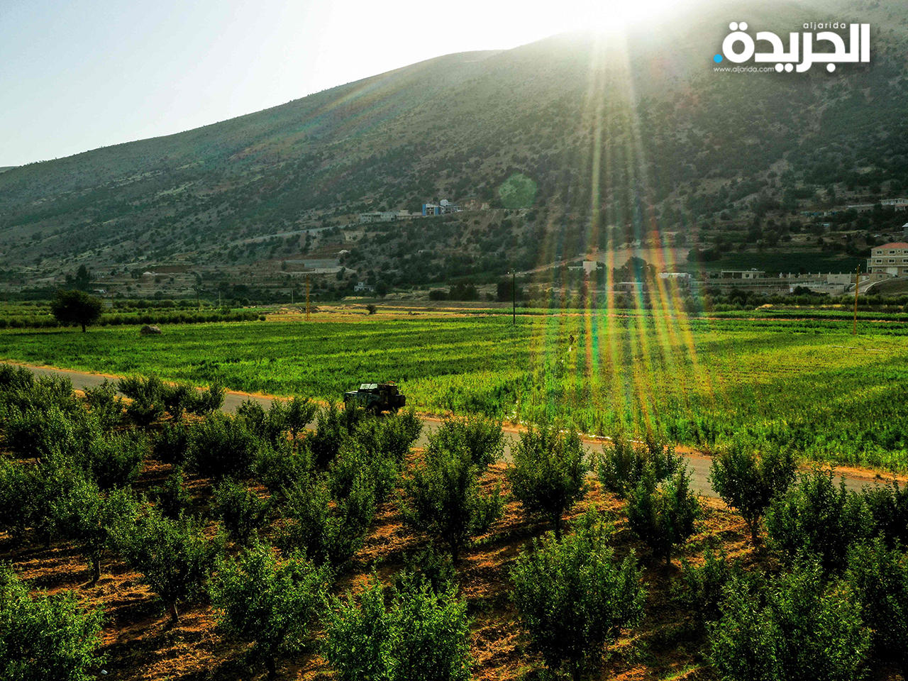 زراعة الحشيشة