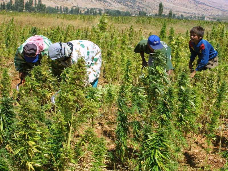 أحد المزارع في مدينة بعلبك اللبنانية