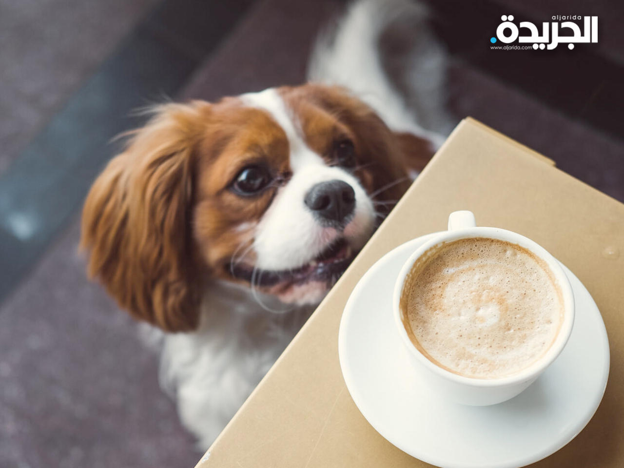 طعام.. لا يأكله كلبك