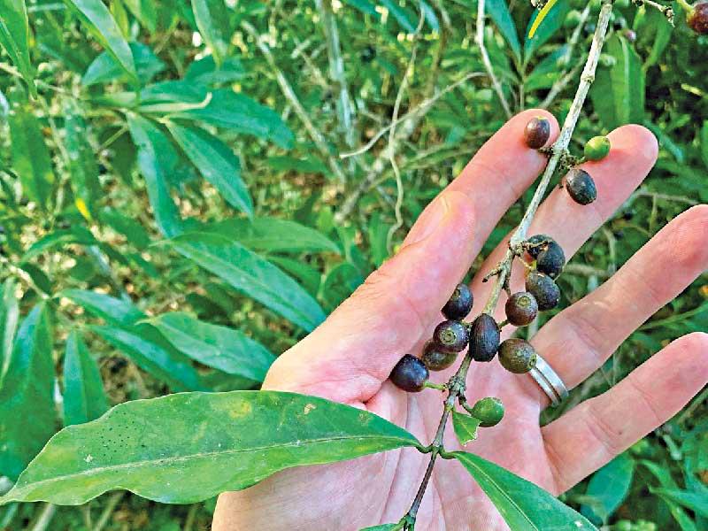 بن كوفيا ستينوفيلا النادر