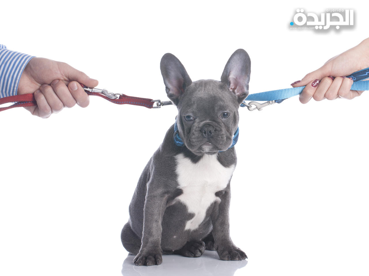 إسبانيا: رعاية الحيوانات بالتناوب عند الطلاق