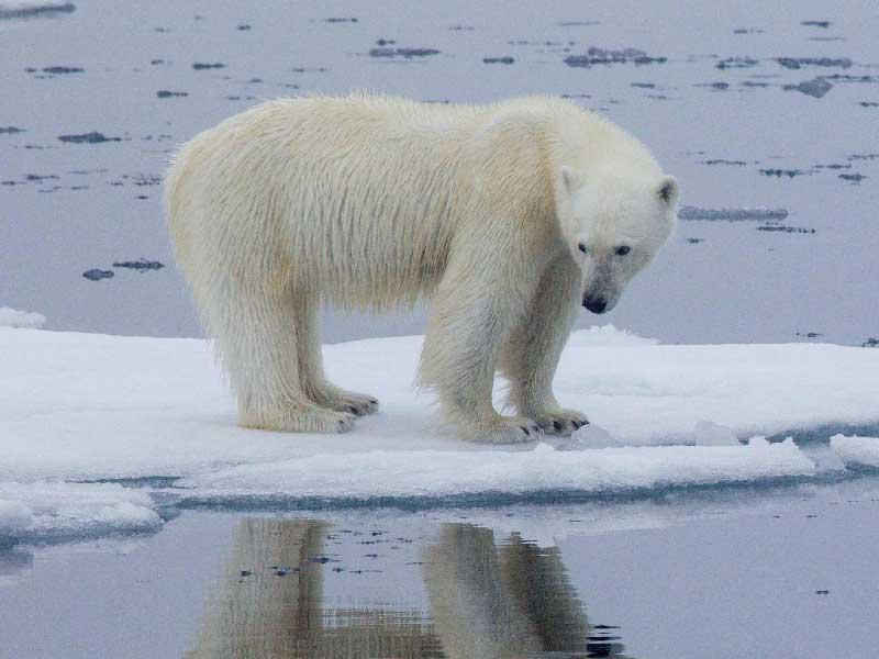  الدب الأبيض