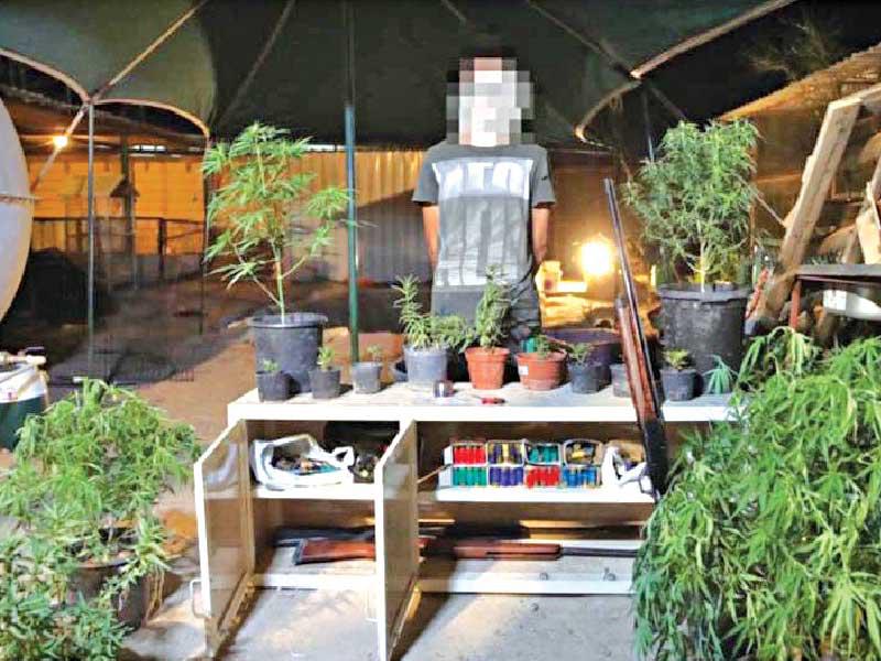 حوّل جاخوراً لمزرعة «ماريغوانا»