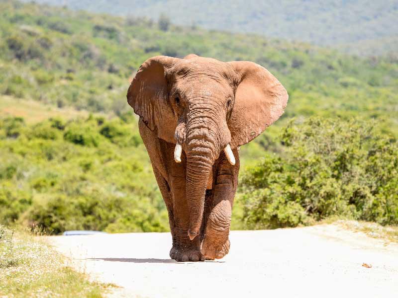 فيلة ساحل العاج