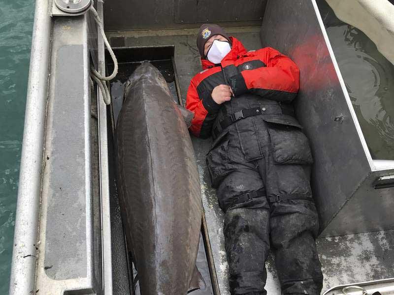  سمكة حفشية  يصل عمرها إلى ما يزيد على 100 عام