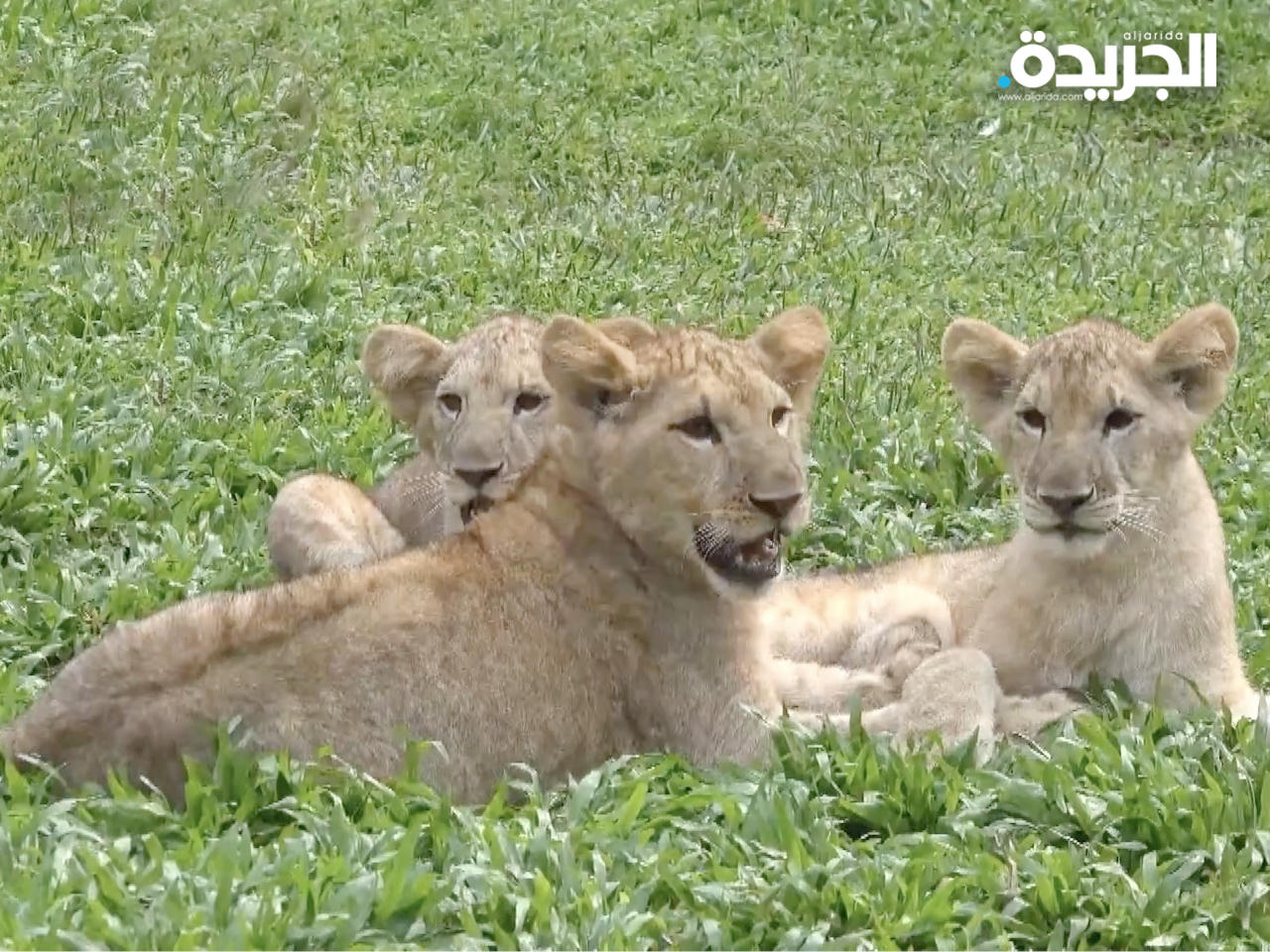 هروب 3 فهود من حديقة حيوانات في الصين