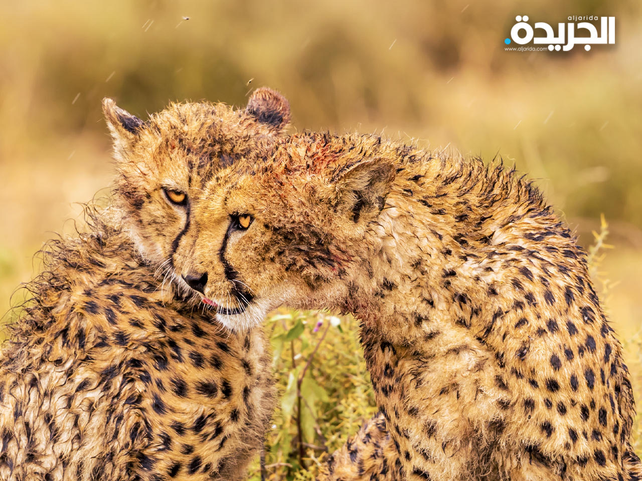 «وجهان لروح واحدة» للمصور محمد مراد