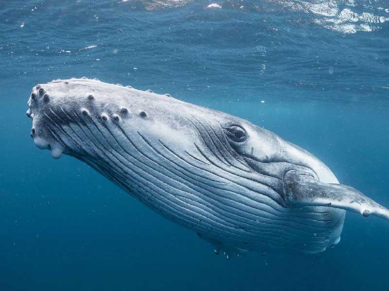  حوت صغير تقطَّعت به السبل في نهر التيمز