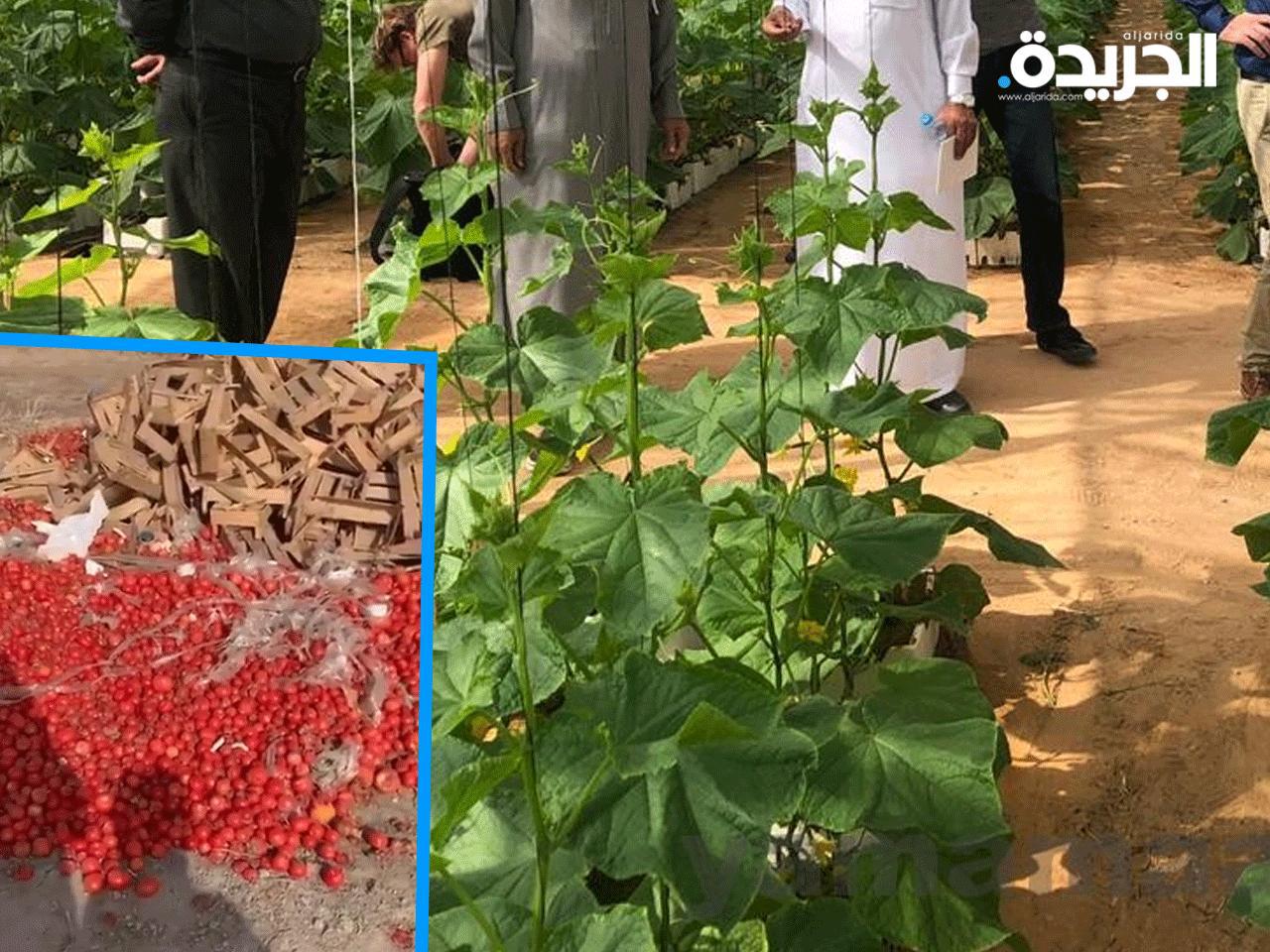 تطبيق الرزنامة الزراعية لتحديد كميات الانتاج الوطني