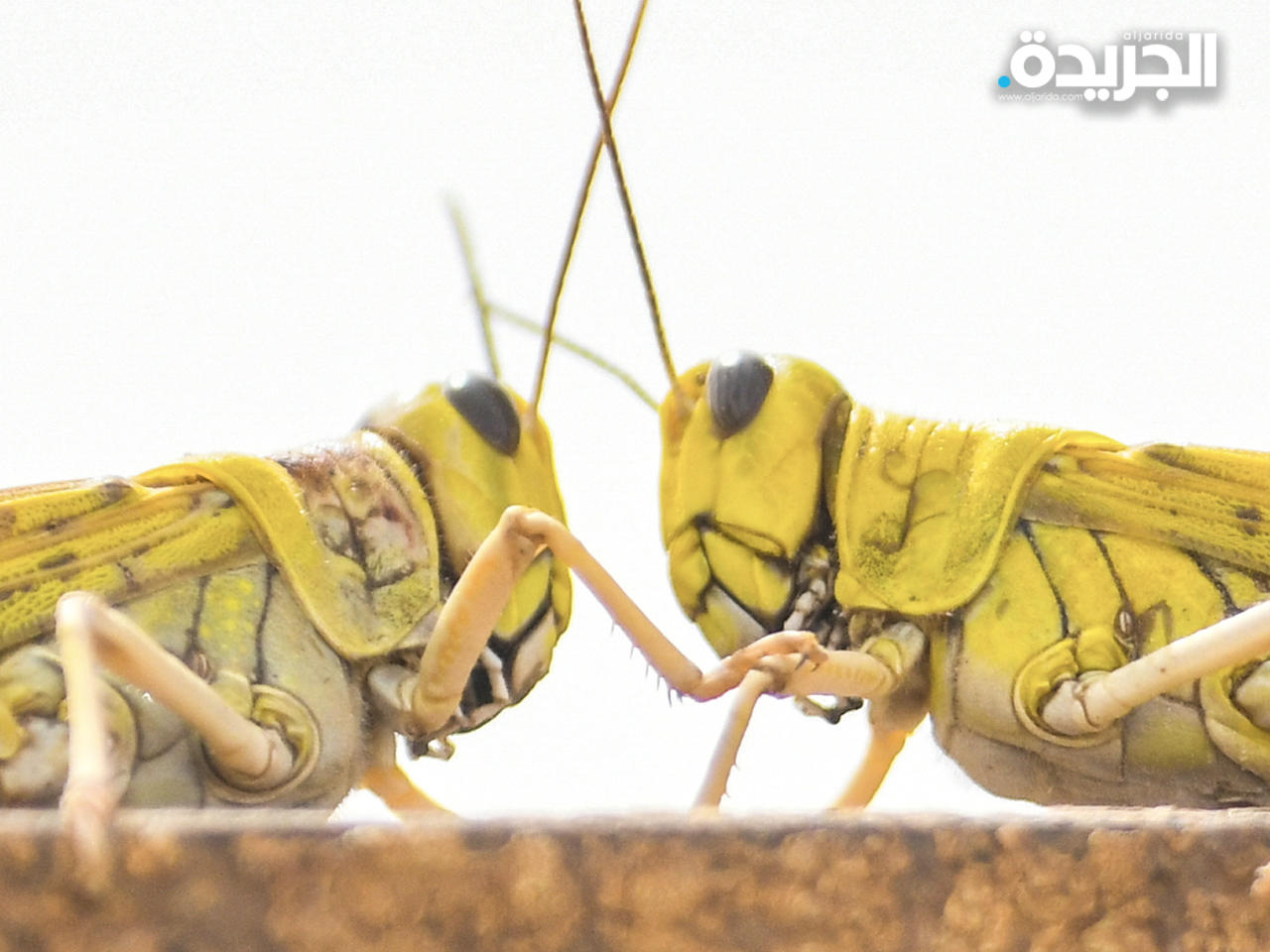 «الزراعة»: رصد أسراب من الجراد المجنح جنوبي البلاد