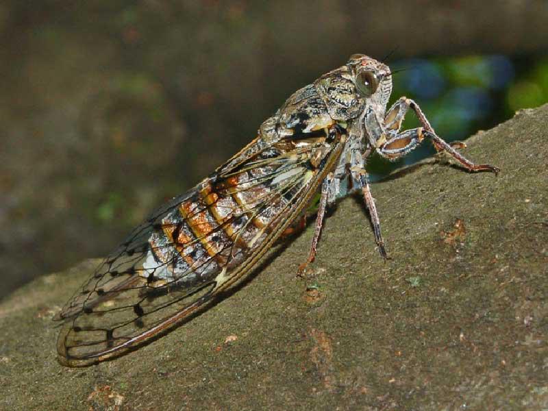 حشرة السيكادا