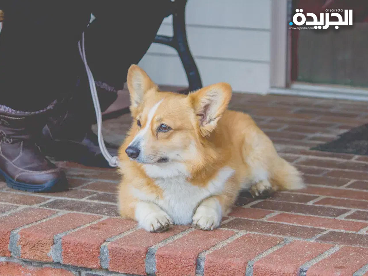 الملكة إليزابيث بحالة حزن شديد بعد نفوق كلبها