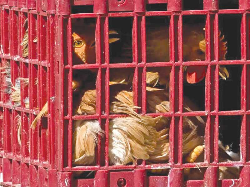  فيروس إنفلونزا الطيور