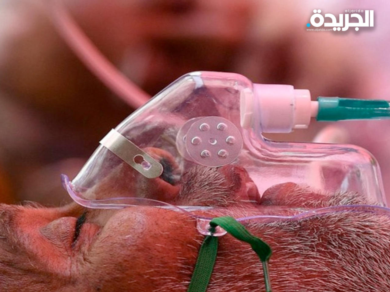 «الفطر الأسود» مصدر قلق عالمي جديد!