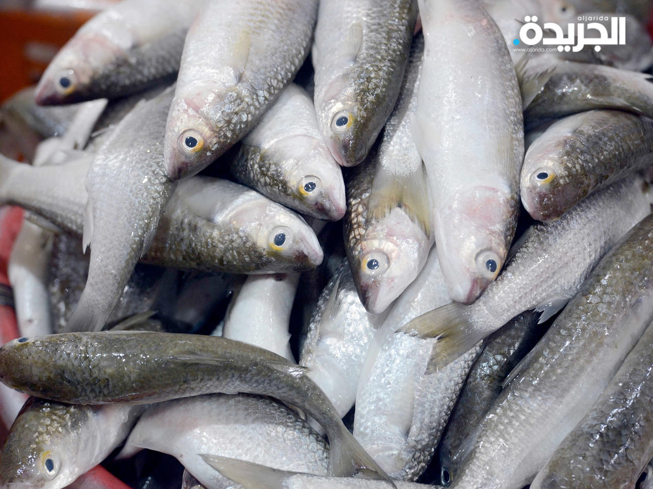 موسم صيد الميد في 15 يونيو في المياه الإقليمية