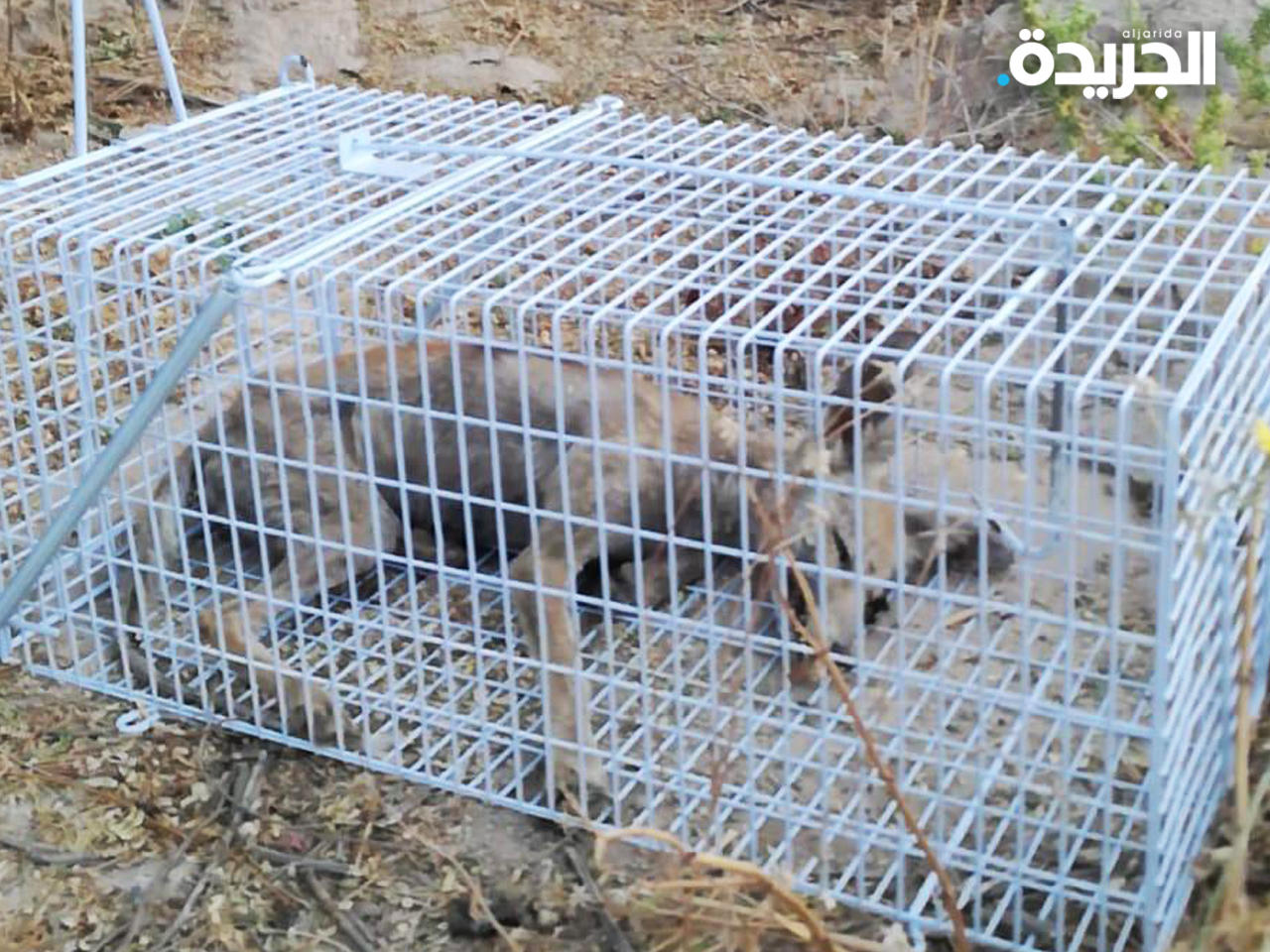 «الزراعة» تصطاد «حصني المقبرة»