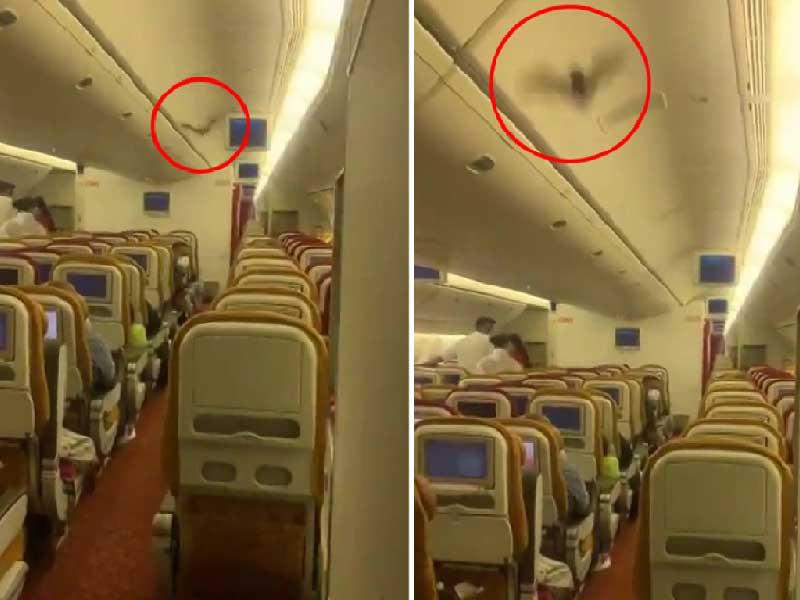 خفاش على متن طائرة تابعة للخطوط الجوية الهندية