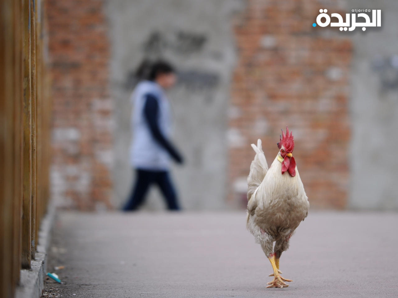 الصين تسجل أول إصابة بشرية بسلالة «إتش10إن3»