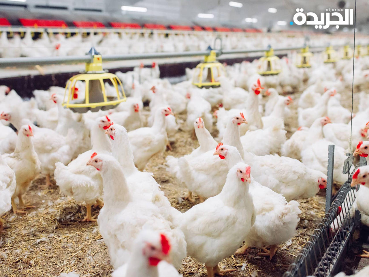 «الزراعة»: رفع انتاج البيض في مزارع الدواجن وعودته لكمياته الطبيعية 